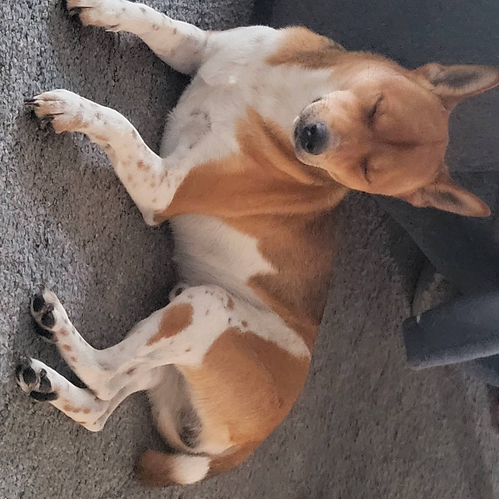 Cato is registered to the contest to win money with this photo: canidae, carnivore, comfort, companion_dog, dog, dog_breed, ear, fawn, fur, natural_material, non_sporting_group, paw, snout, sporting_group, tail, terrestrial_animal, toy_dog, whiskers, wood, working_animal