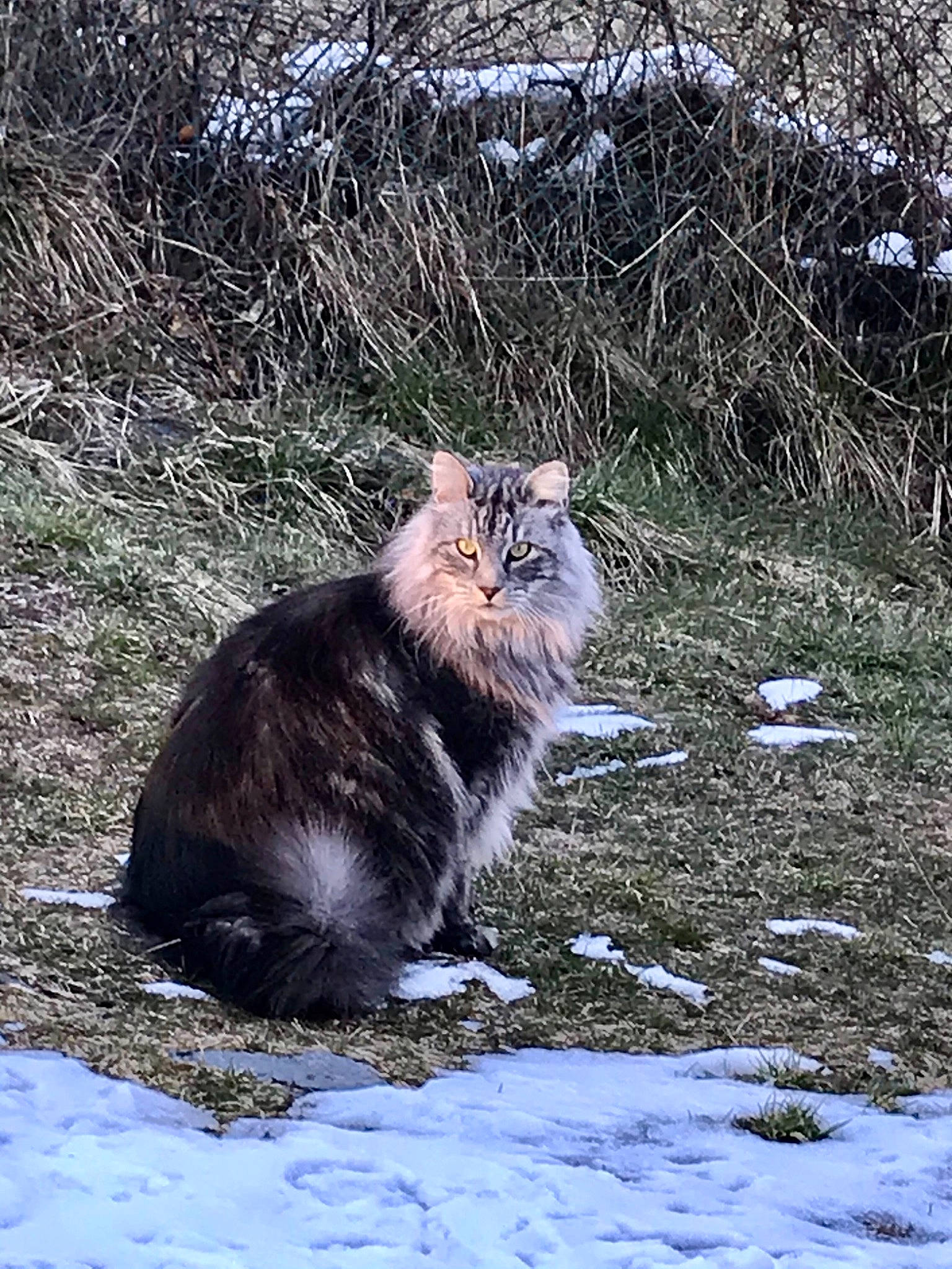 Laly participe au concours pour gagner de l'argent avec cette photo : british_longhair, carnivore, cat, domestic_short_haired_cat, felidae, freezing, fur, grass, maine_coon, norwegian_forest_cat, plant, siberian, small_to_medium_sized_cats, snow, tail, terrestrial_animal, twig, whiskers, wildlife, winter