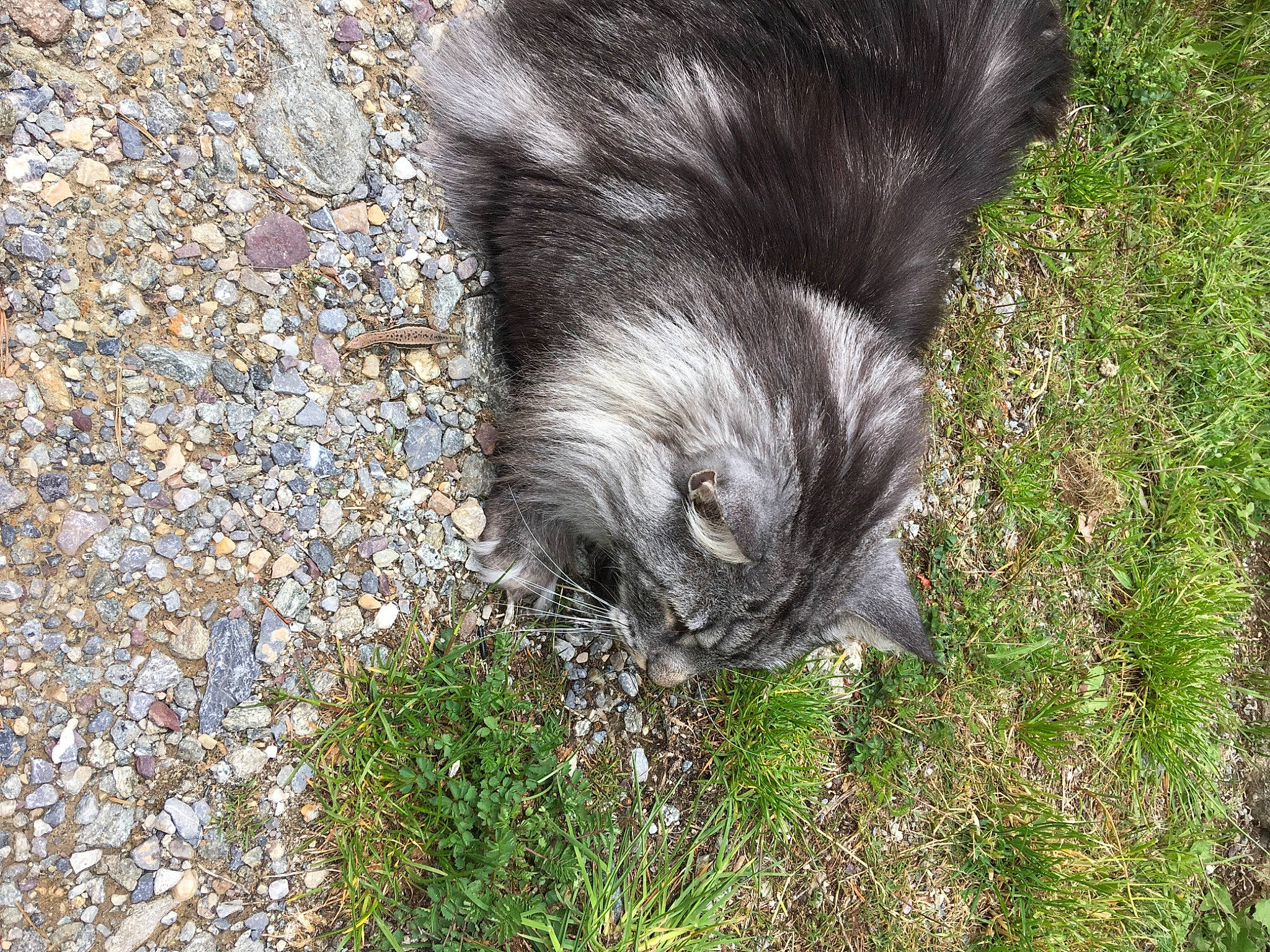 Laly participe au concours pour gagner de l'argent avec cette photo : canidae, carnivore, cat, claw, dog_breed, domestic_short_haired_cat, felidae, fur, grass, groundcover, paw, plant, small_to_medium_sized_cats, snout, soil, sporting_group, tail, terrestrial_animal, whiskers, wildlife