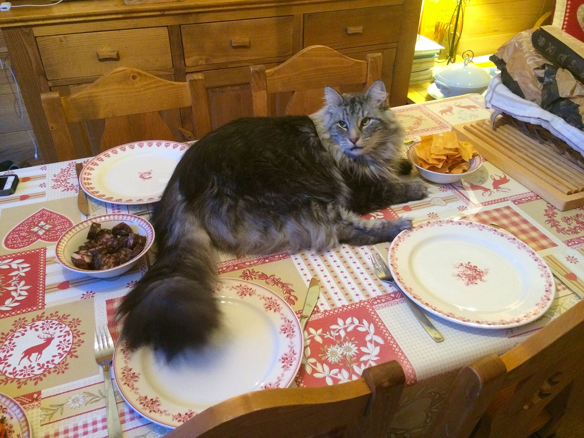 Laly a rejoint le concours — aidez-le/la à gagner de superbes lots ! cabinetry, carnivore, cat, chest_of_drawers, comfort, dishware, drawer, felidae, floor, flooring, living_room, plant, room, small_to_medium_sized_cats, table, tableware, tail, textile, whiskers, wood