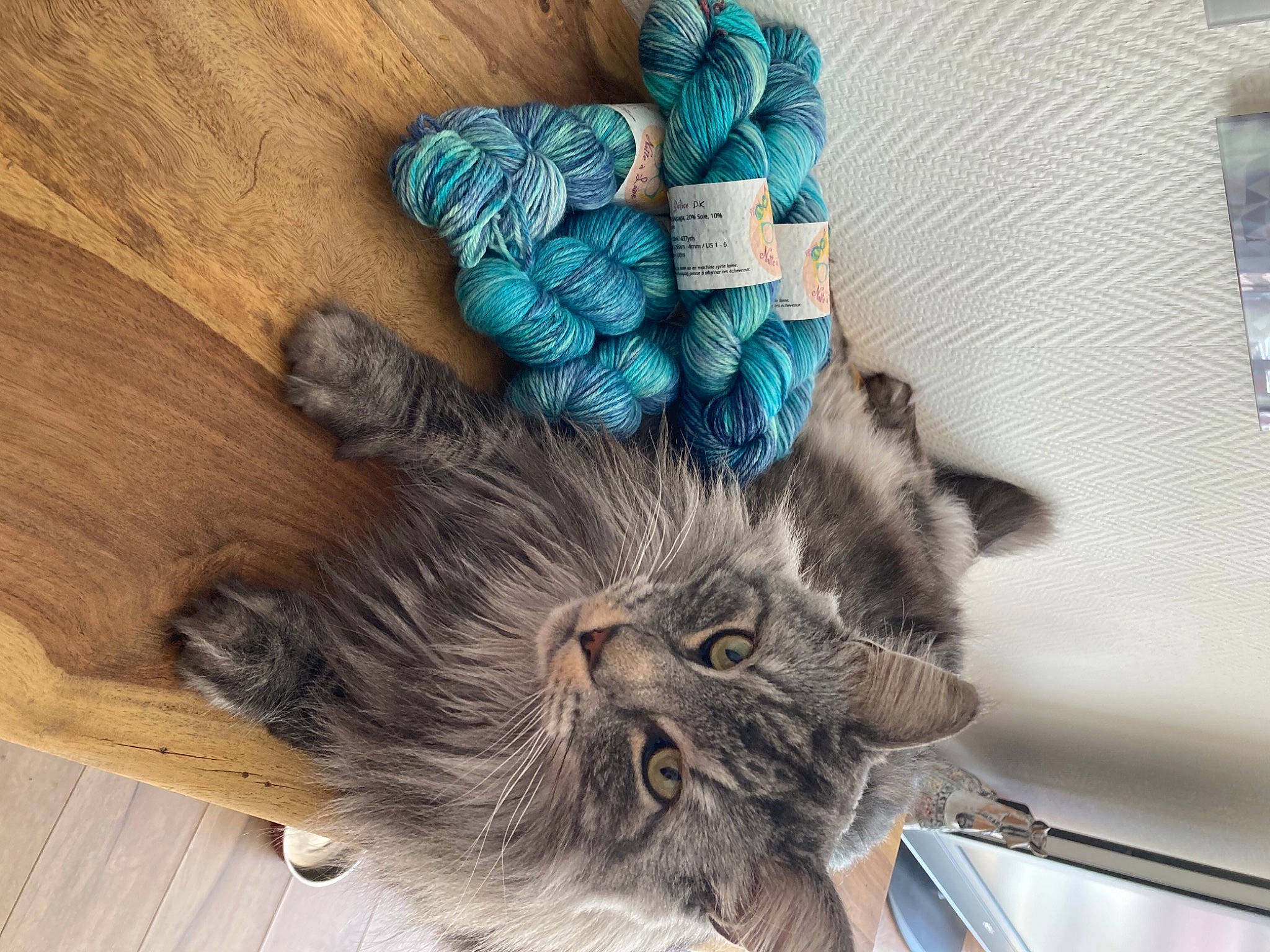 Laly participe au concours pour gagner de l'argent avec cette photo : art, carnivore, cat, comfort, domestic_short_haired_cat, electric_blue, fashion_accessory, felidae, fiber, flowerpot, fur, grey, hardwood, plant, small_to_medium_sized_cats, tail, thread, whiskers, wood, wool