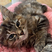 Aïna a rejoint le concours — aidez-le/la à gagner de superbes lots ! kitten, cat, tabby, fluffy, feline, pet, cute, closeup, pink_blanket, cozy, whiskers, relaxed, indoor, fur, animal, sleepy, soft, texture, portrait, young