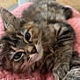 kitten, cat, tabby, fluffy, feline, pet, cute, closeup, pink_blanket, cozy, whiskers, relaxed, indoor, fur, animal, sleepy, soft, texture, portrait, young