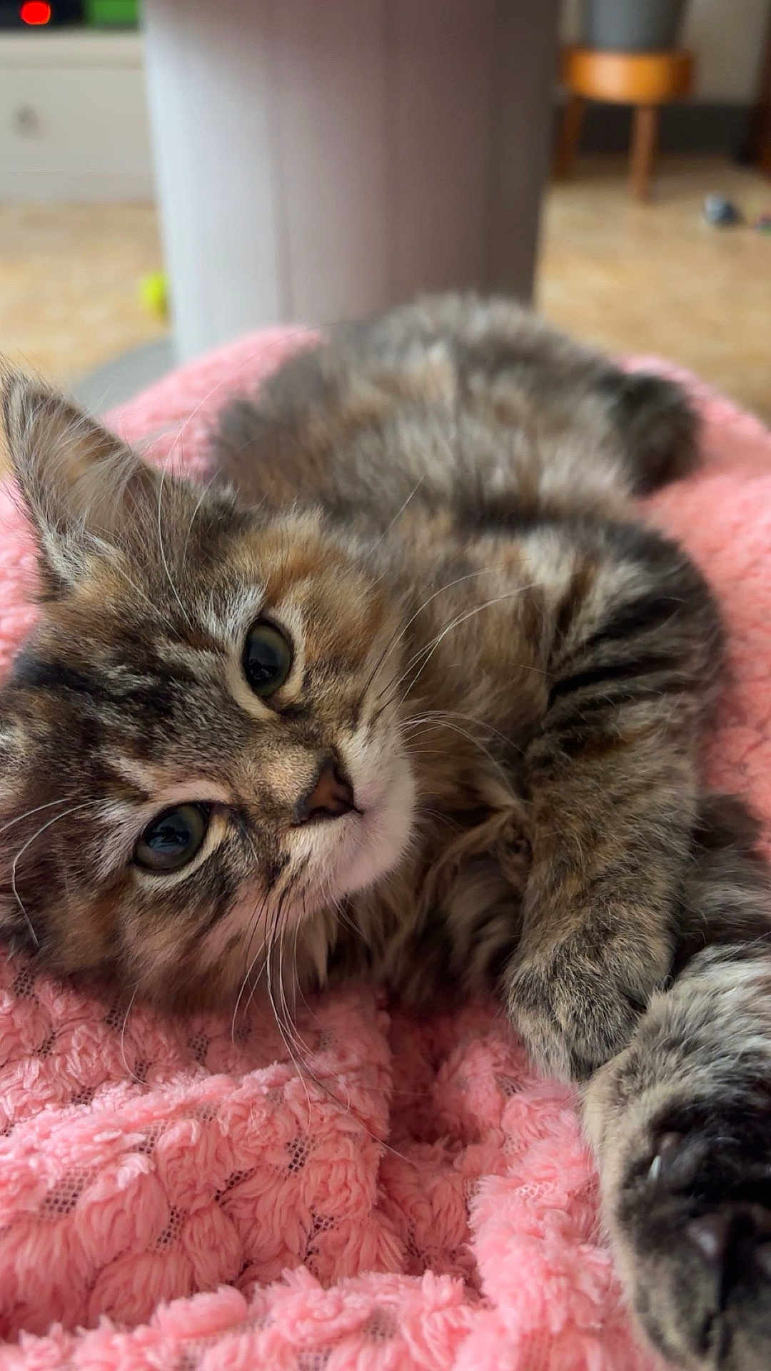 Aïna a rejoint le concours — aidez-le/la à gagner de superbes lots ! kitten, cat, tabby, fluffy, feline, pet, cute, closeup, pink_blanket, cozy, whiskers, relaxed, indoor, fur, animal, sleepy, soft, texture, portrait, young