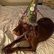 Duke is registered to the contest to win money with this photo: bed, bedding, bedroom, brown_dog, canine, celebration, collar, dog, dresser, fur, hat_tassel, indoor, looking_up, new_year, nightstand, orange_eyes, party_hat, paws, portrait, resting