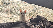 Snowball is registered to the contest to win money with this photo: kitten, cat, bed, blanket, floral_bedspread, gray_blanket, window_light, cozy, indoor, pet, curious, small_animal, white_cat, furniture, soft_light, resting_place, bedroom, domestic_animal, cute, animal