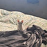 kitten, cat, bed, blanket, floral_bedspread, gray_blanket, window_light, cozy, indoor, pet, curious, small_animal, white_cat, furniture, soft_light, resting_place, bedroom, domestic_animal, cute, animal
