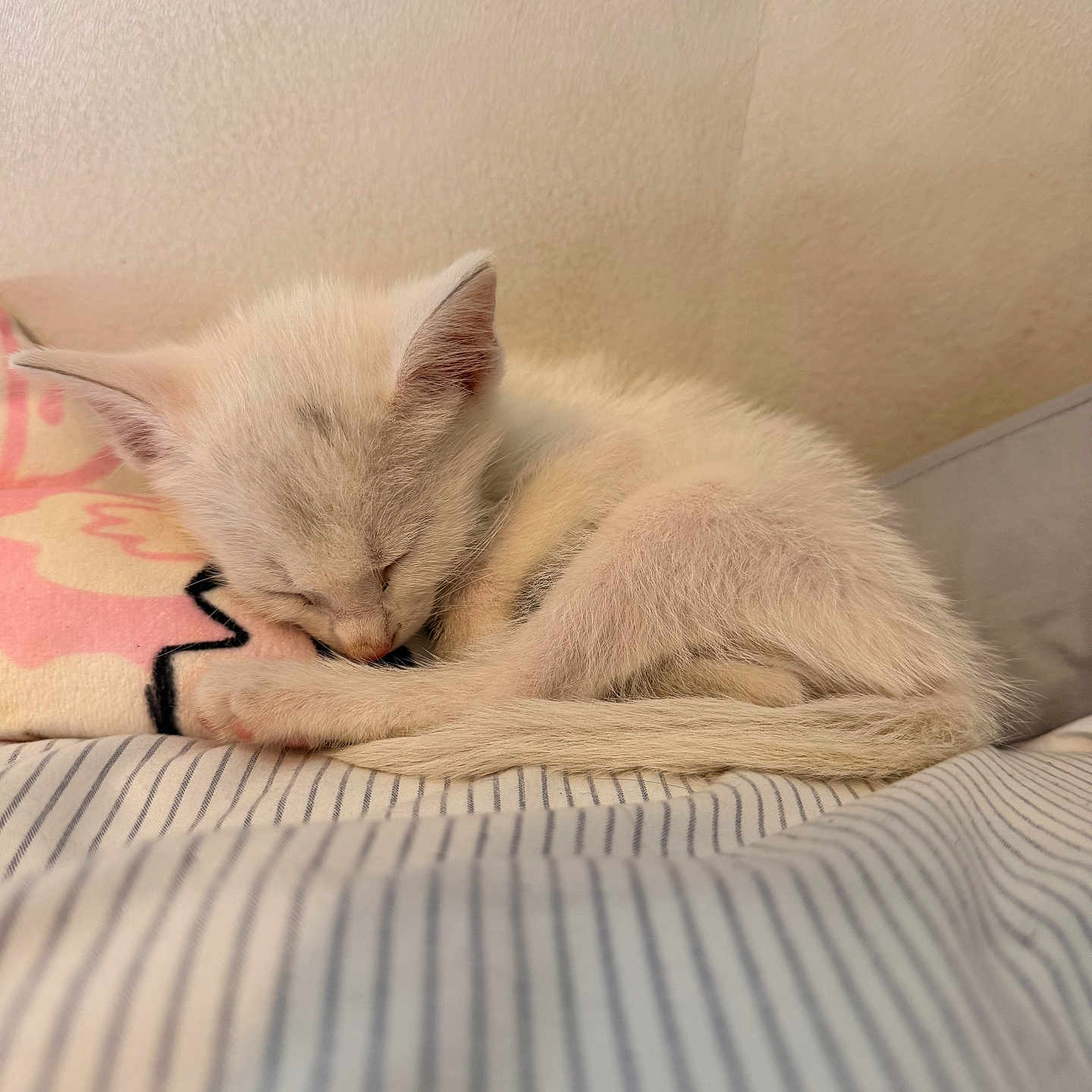 Snowball is registered to the contest to win money with this photo: kitten, sleeping, bed, striped_bed_sheet, pillow, cozy, animal, fur, cute, domestic_cat, resting, indoor, small, whiskers, ears, tail, peaceful, soft, young, nap