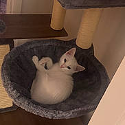 Snowball is registered to the contest to win money with this photo: kitten, white_cat, cat_hammock, cat_tree, scratching_post, pet, indoor, cozy, furniture, animal, cute, resting, young_cat, fur, domestic_cat, looking_up, home, wood_floor, patterned_cushion, curious