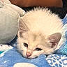 Snowball is registered to the contest to win money with this photo: kitten, cat, sleeping, plush_toy, blanket, blue, white, cozy, cute, fur, animal, pet, indoor, resting, soft, young, small, comfort, snuggle, warm