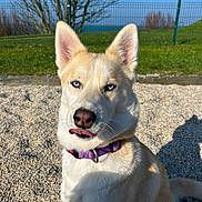 Alma participe au concours pour gagner de l'argent avec cette photo : animal, blue_eyes, canine, daylight, dog, ears, fence, grass, muzzle, nature, outdoor, pebbles, pet, playful, portrait, purple_collar, shadow, sunlight, tongue, tree