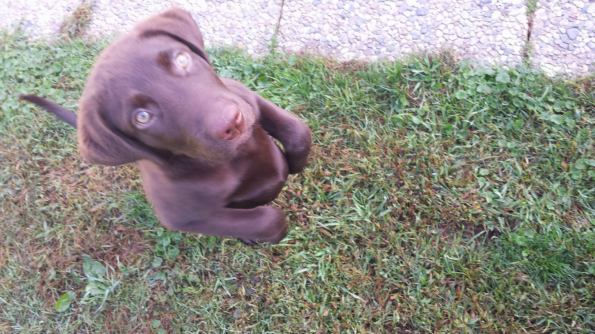 Caesar is registered to the contest to win money with this photo: canidae, carnivore, companion_dog, dog, dog_breed, fashion_accessory, fawn, fur, grass, hat, jaw, liver, plant, snout, soil, sporting_group, terrestrial_animal, wildlife, working_animal, wrinkle