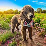 animal, bandana, blue_sky, curious, curly_hair, cute, dog, floral, flowers, garden, grass, greenery, nature, outdoor, path, pet, pink_flowers, summer, sunlight, trees