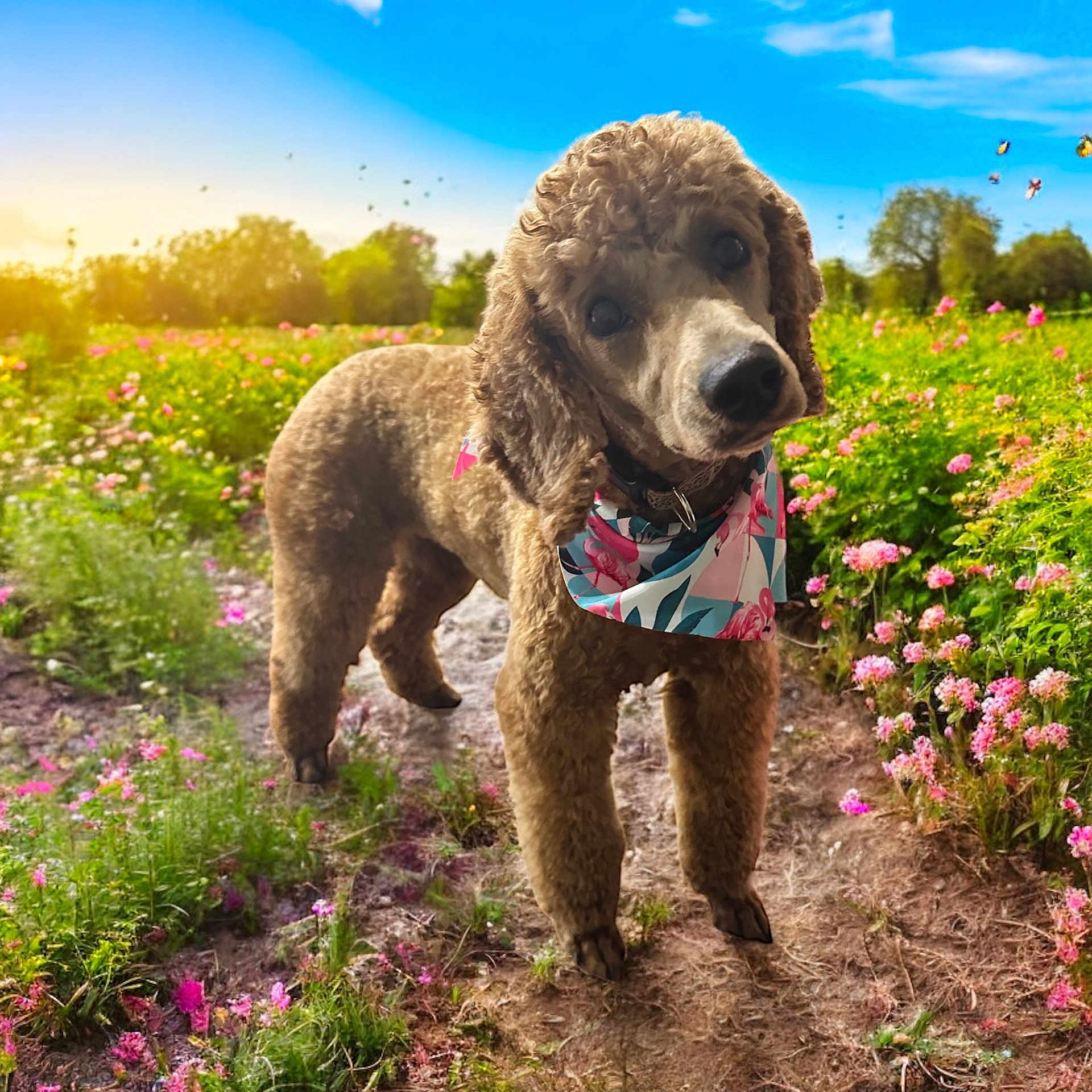 Dottie