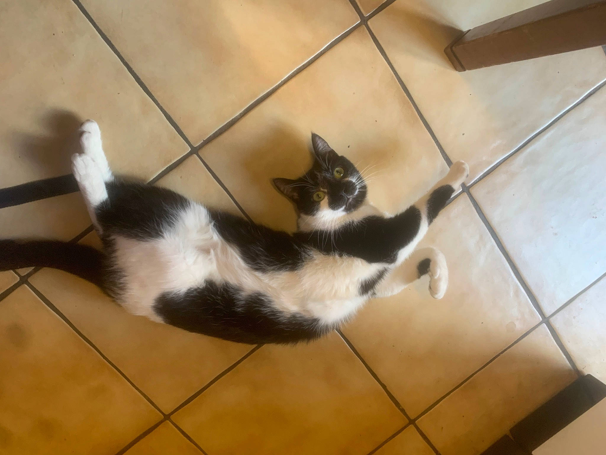Canaille participe au concours pour gagner de l'argent avec cette photo : carnivore, cat, claw, comfort, dog_breed, domestic_short_haired_cat, felidae, floor, flooring, fur, hardwood, laminate_flooring, paw, small_to_medium_sized_cats, tail, terrestrial_animal, tile_flooring, whiskers, wood, wood_flooring