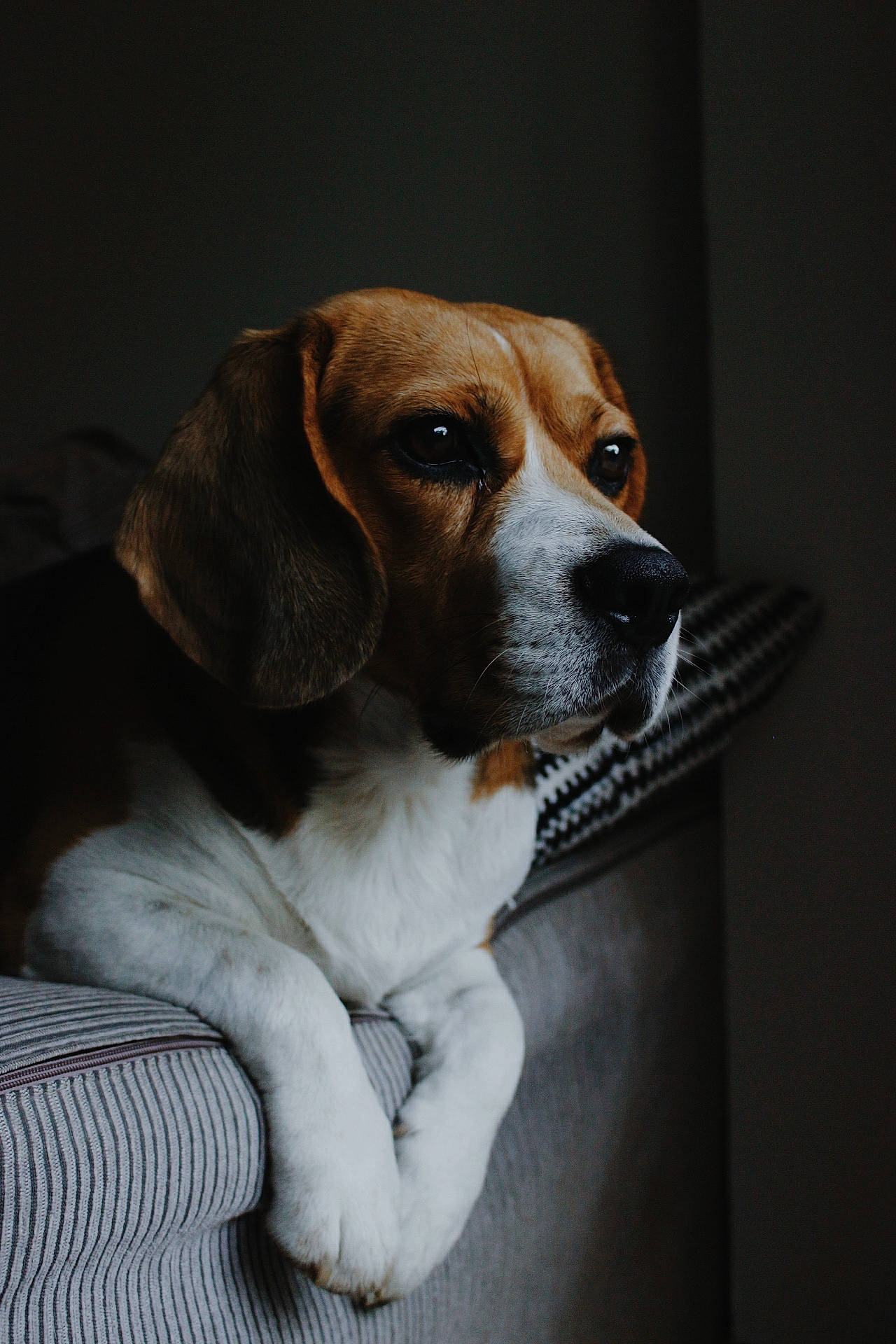 Idaho participe au concours pour gagner de l'argent avec cette photo : american_foxhound, beagle, beagle_harrier, companion_dog, dog, dog_breed, dog_breed_group, dog_like_mammal, english_foxhound, estonian_hound, finnish_hound, fur, grand_anglo_francais_tricolore, hamiltonstovare, harrier, hound, puppy, snout, treeing_walker_coonhound, whiskers