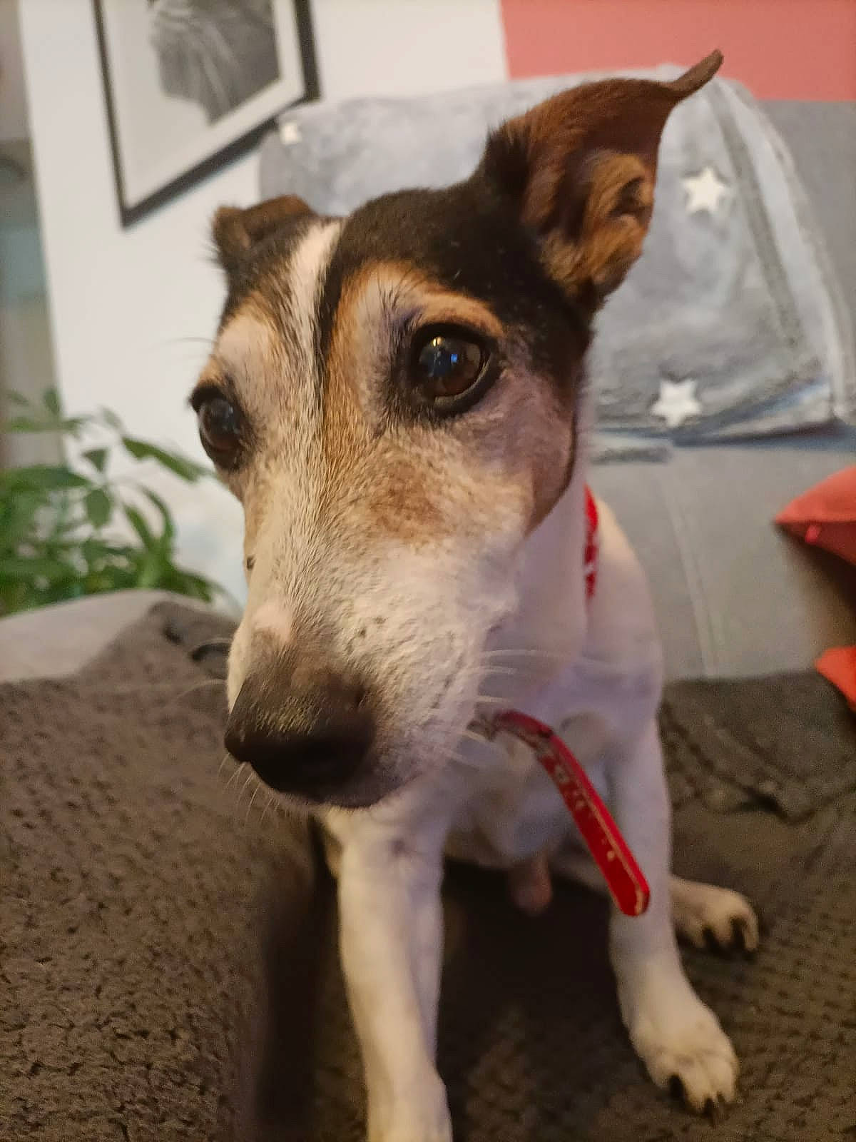 Bounty participe au concours pour gagner de l'argent avec cette photo : canidae, carnivore, collar, companion_dog, dog, dog_breed, ear, fawn, flooring, fur, houseplant, jaw, non_sporting_group, plant, snout, sporting_group, terrestrial_animal, whiskers, working_animal, working_dog