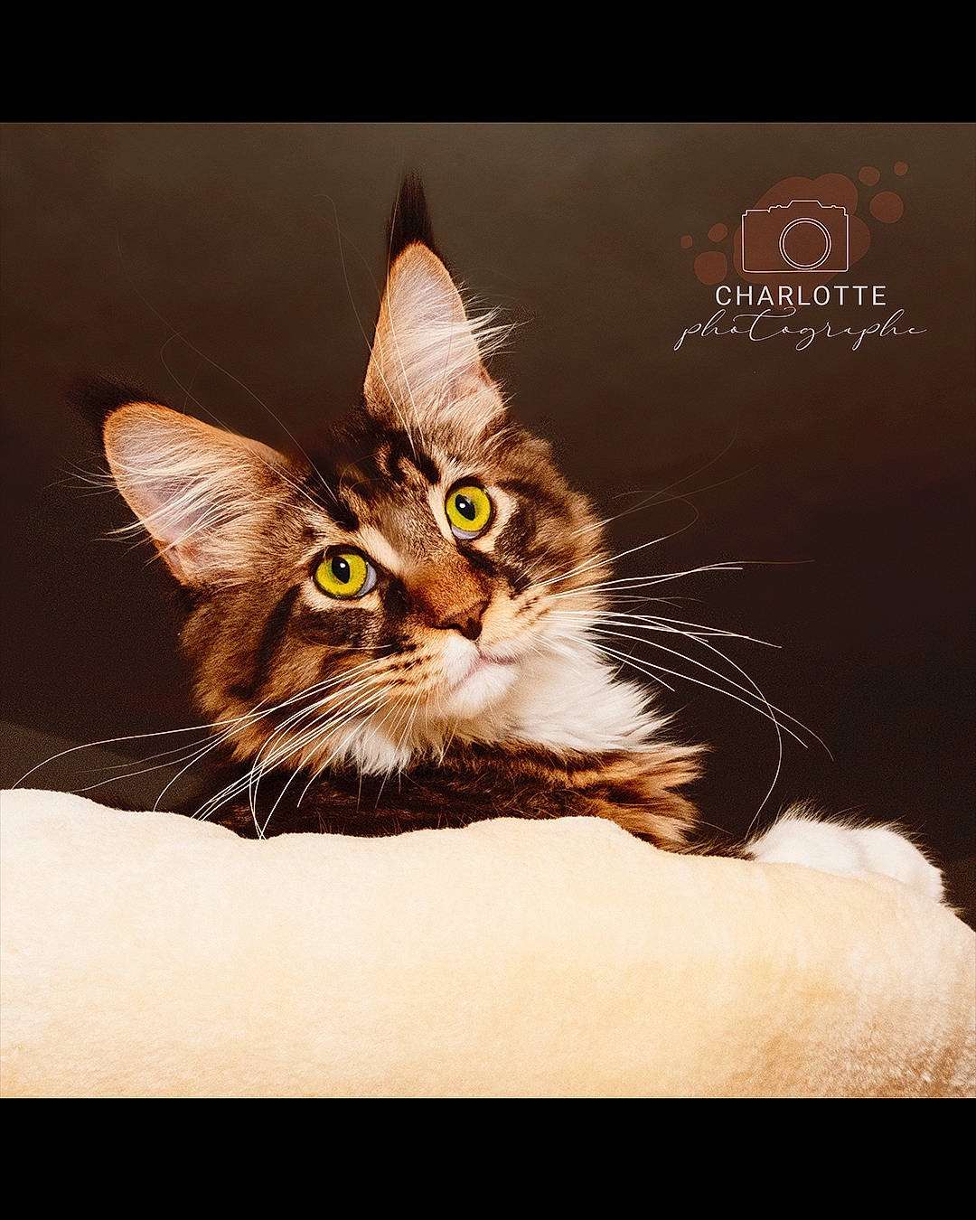 Stitch participe au concours pour gagner de l'argent avec cette photo : carnivore, cat, domestic_short_haired_cat, felidae, font, fur, organism, paw, photo_caption, plant, rectangle, small_to_medium_sized_cats, stock_photography, tail, terrestrial_animal, whiskers, wildlife
