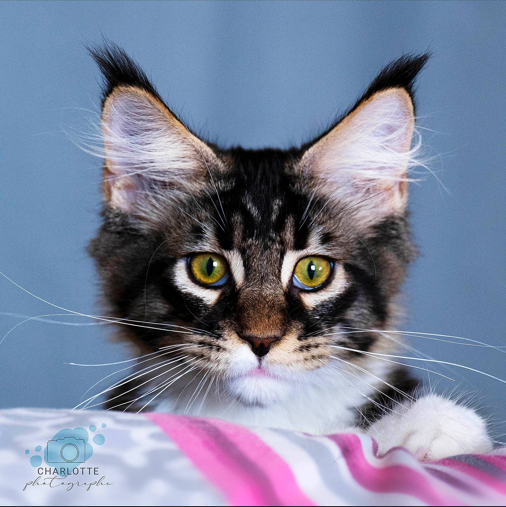 Stitch participe au concours pour gagner de l'argent avec cette photo : art, box, carnivore, cat, cat_supply, claw, collar, domestic_short_haired_cat, felidae, fur, paw, photo_caption, small_to_medium_sized_cats, snout, television, whiskers