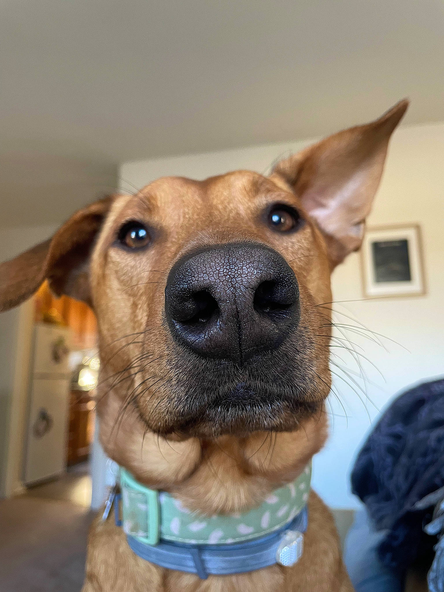 Dobby is registered to the contest to win money with this photo: canidae, carnivore, collar, companion_dog, dog, dog_breed, dog_collar, ear, eye, fawn, fur, guard_dog, head, jaw, pet_supply, snout, sporting_group, whiskers, working_animal, working_dog