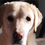 Miya participe au concours pour gagner de l'argent avec cette photo : dog, golden_retriever, labrador, close_up, portrait, pet, animal, fur, eyes, nose, indoor, light, shadow, expression, canine, mammal, whiskers, ears, head, cute