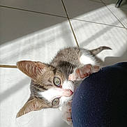 Maya participe au concours pour gagner de l'argent avec cette photo : animal, cat, climbing, closeup, curious, cute, domestic_cat, fur, green_eyes, indoor, kitten, paws, pet, playful, shadow, soft_light, sunlight, tile_floor, whiskers, young_cat