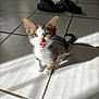 animal, blurred_background, cat, cute, domestic, ears, floor_tiles, gray, indoor, kitten, paws, pet, shadow, slippers, small, striped, sunlight, tile_floor, whiskers, white