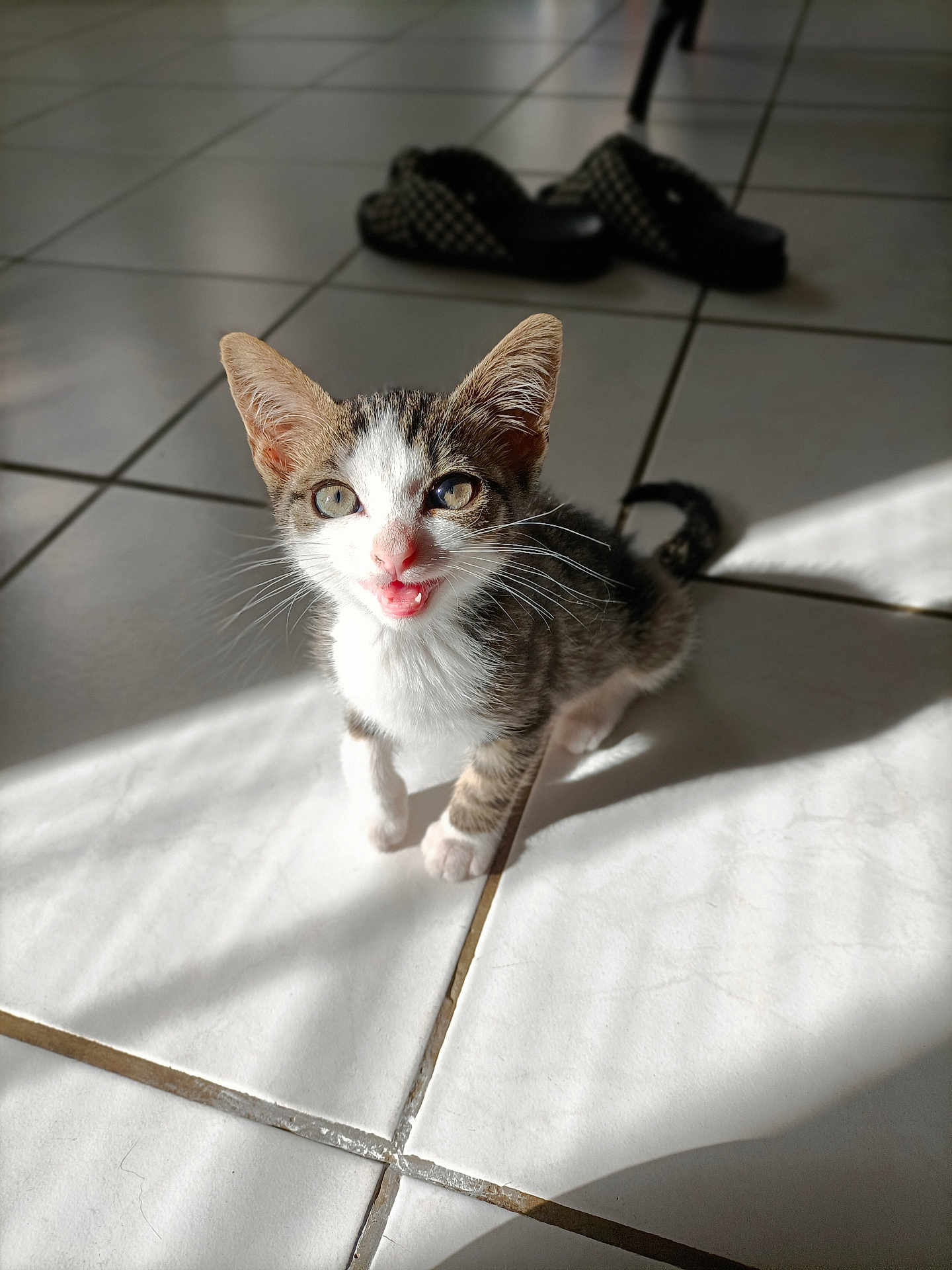 Maya