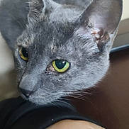 Gracie is registered to the contest to win money with this photo: animal, cat, close_up, curious, domestic_animal, ear, face, feline, fur, gray_cat, green_eyes, hand, human_arm, indoor, looking, pet, portrait, resting, skin, whiskers