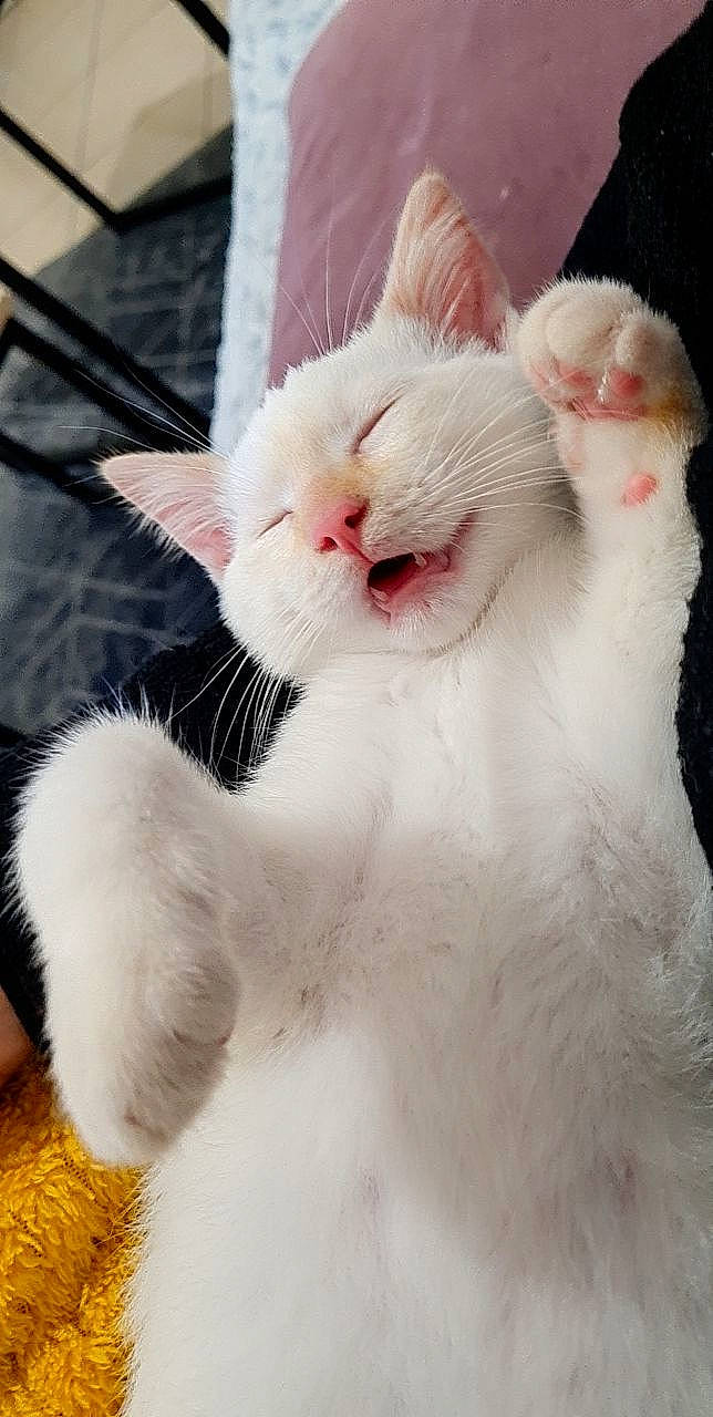 Snowee participe au concours pour gagner de l'argent avec cette photo : carnivore, cat, claw, comfort, domestic_short_haired_cat, ear, felidae, fur, nose, paw, small_to_medium_sized_cats, snout, tail, terrestrial_animal, whiskers