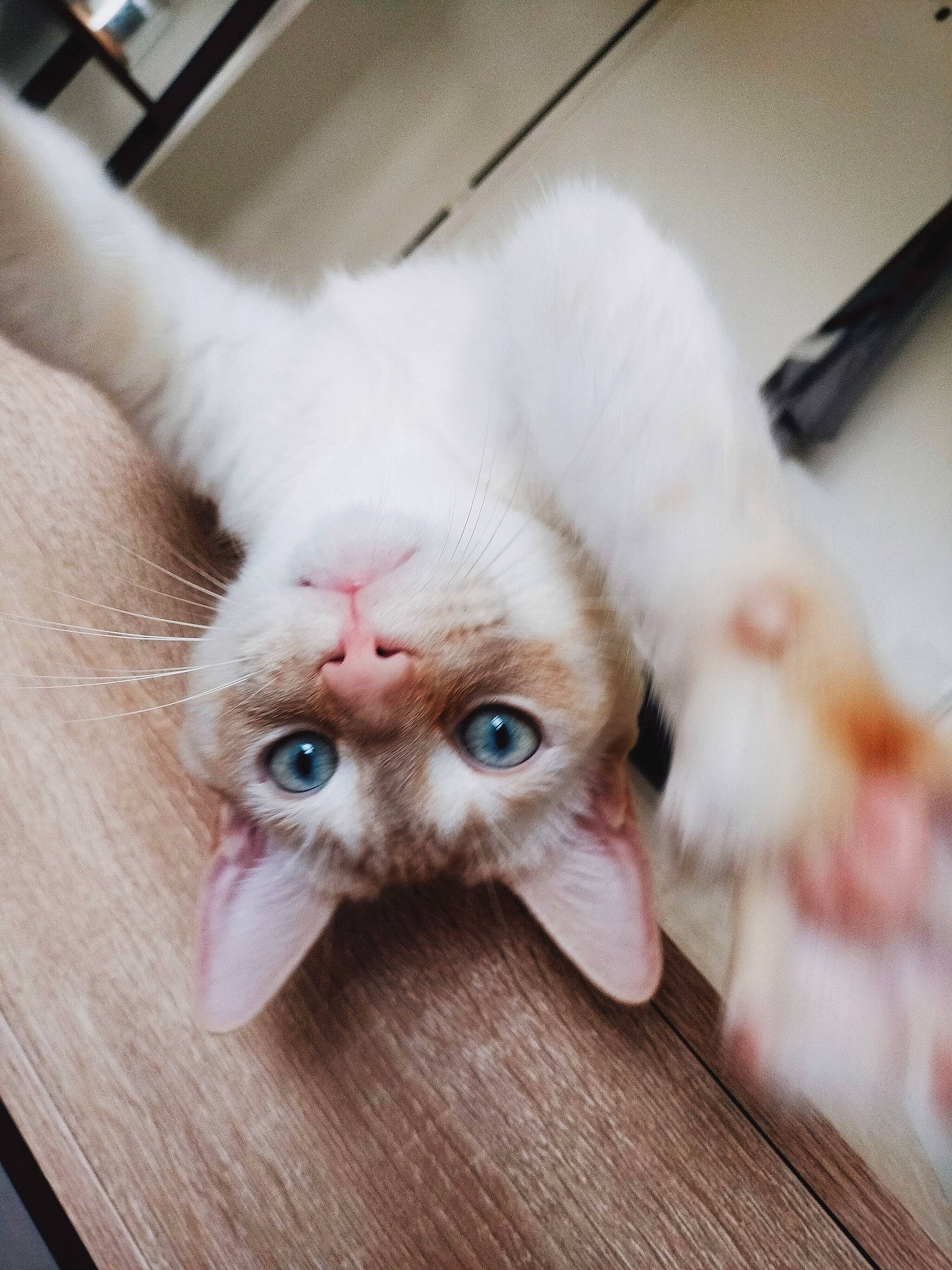 Snowee participe au concours pour gagner de l'argent avec cette photo : carnivore, cat, comfort, domestic_short_haired_cat, ear, eye, eyelash, fang, fawn, felidae, fur, hardwood, head, jaw, kitchen_utensil, paw, small_to_medium_sized_cats, snout, whiskers, wood