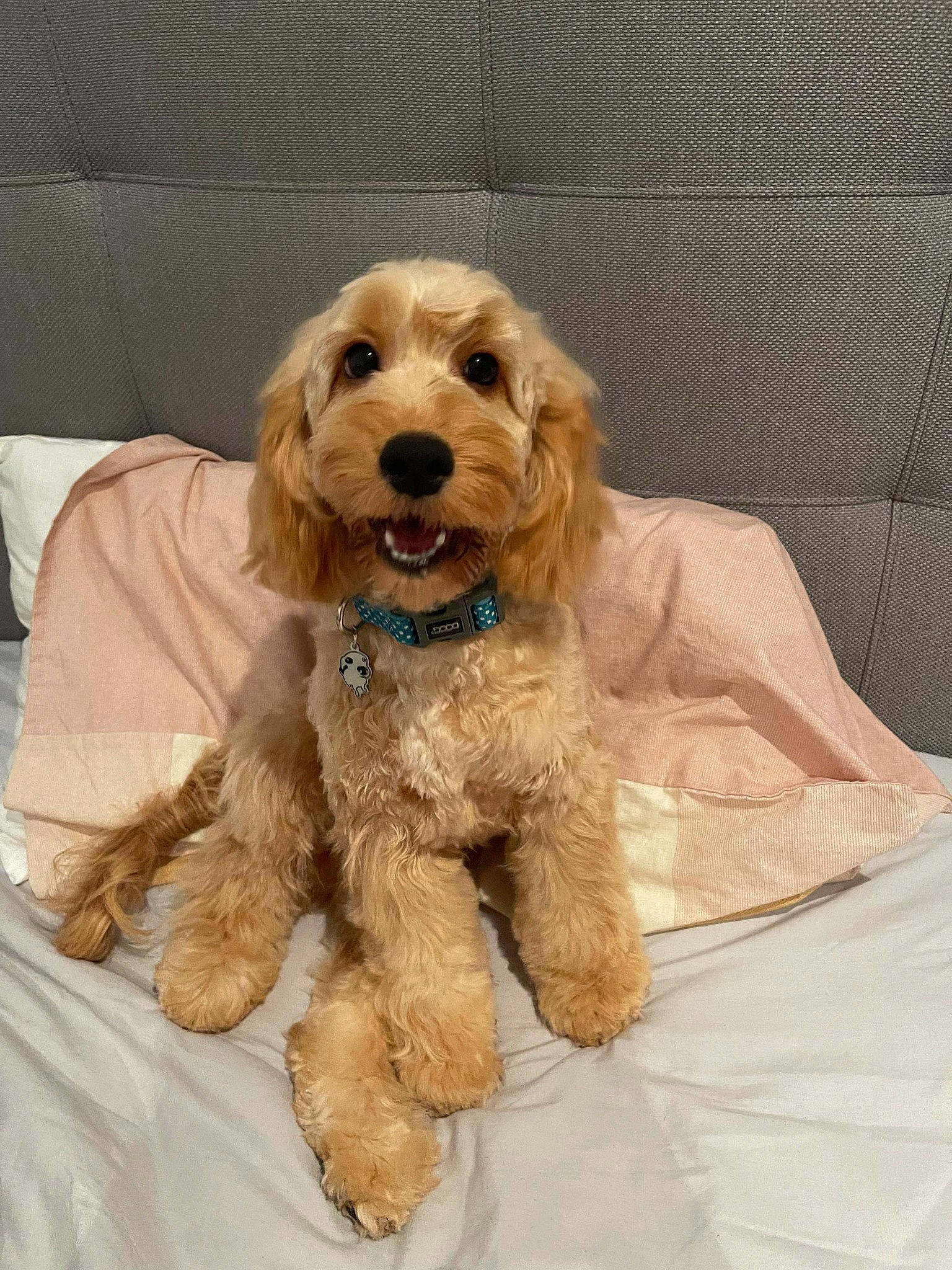 Charlie joined the competition — help win amazing prizes! carnivore, comfort, companion_dog, dog, dog_breed, dog_collar, dog_supply, fur, labradoodle, liver, non_sporting_group, pet_supply, poodle, sporting_group, terrier, toy_dog, water_dog, working_animal