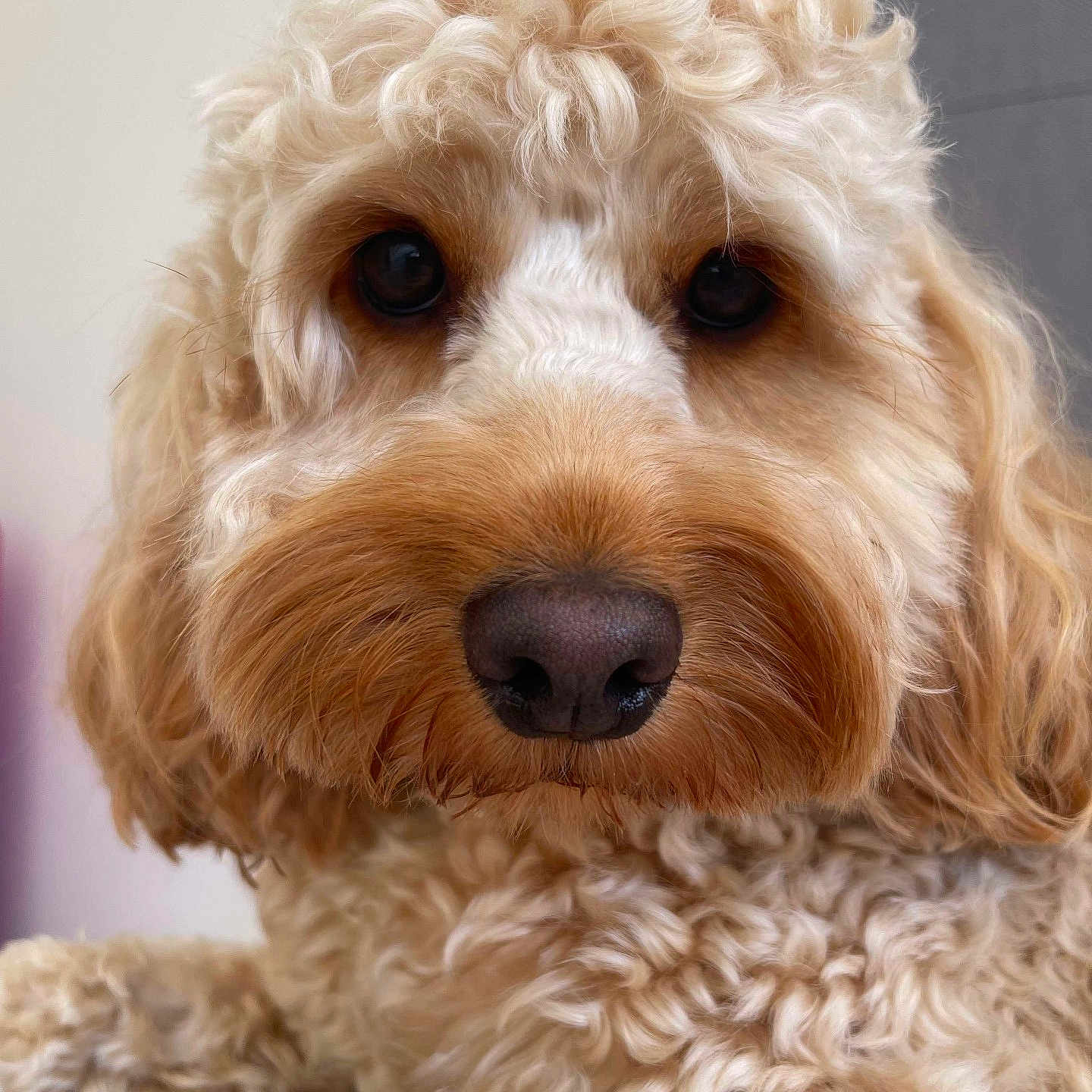 Charlie is registered to the contest to win money with this photo: airedale, animal, bison, canine, cockerspaniel, dog, pet, poodle, puppy, snout, terrier, whitedog