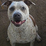 Luna joined the competition — help win amazing prizes! animal, canine, carpet, cute, dog, domestic_animal, ears, friendly, fur, happy, indoor, looking_up, mammal, mouth, nose, pet, sitting, smiling, spotted, tongue