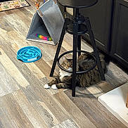 Tippy is registered to the contest to win money with this photo: animal, black_metal, cat, cozy, domestic, flooring, fur, furniture, household, indoor, paws, pet_accessory, pet_bowl, pet_toys, relaxing, stool, tabby_cat, tent, whiskers, wood_floor