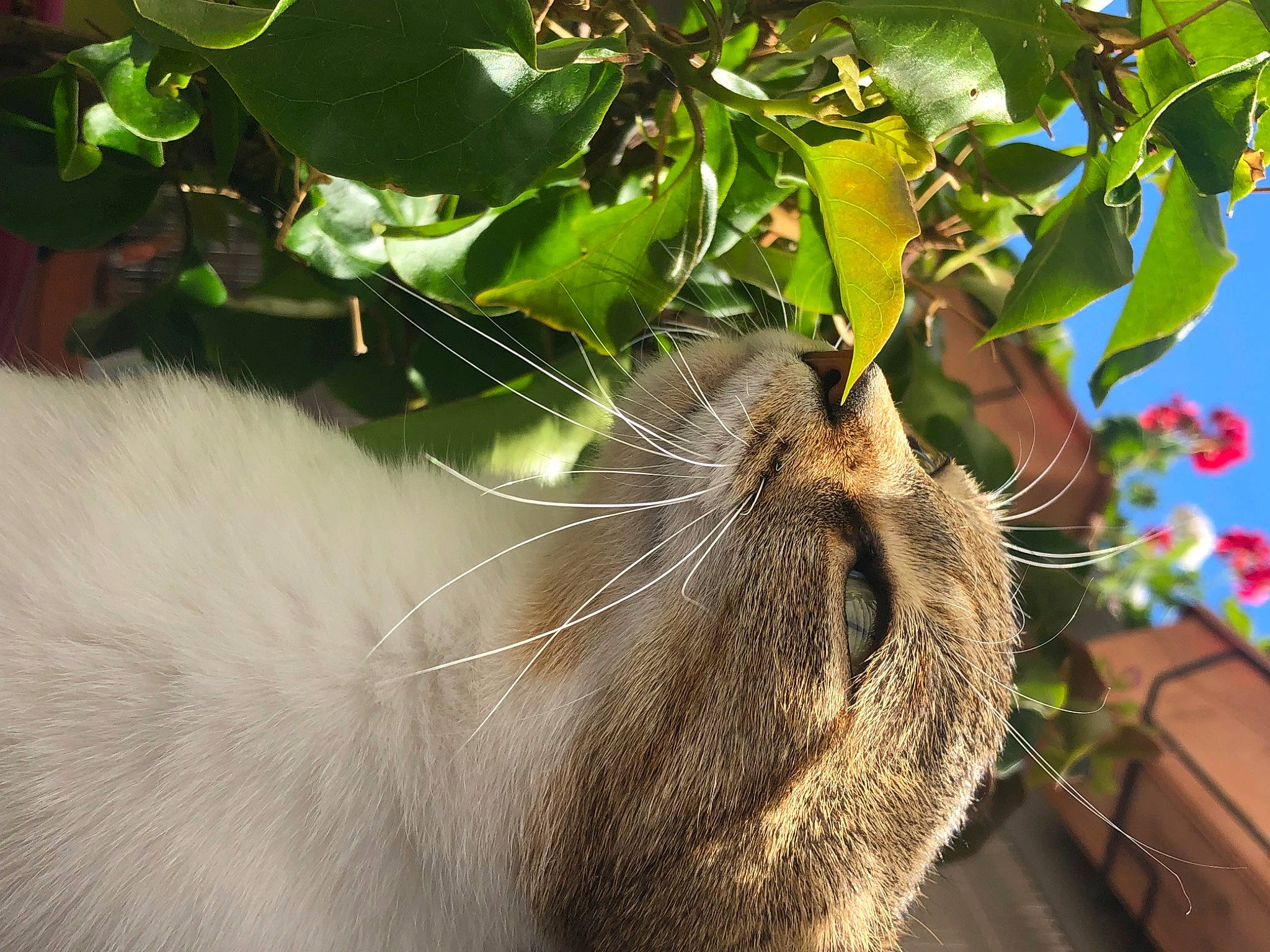 Mina a rejoint le concours — aidez-le/la à gagner de superbes lots ! carnivore, cat, domestic_short_haired_cat, fawn, felidae, flower, flowerpot, fur, grass, herb, paw, plant, small_to_medium_sized_cats, tail, terrestrial_animal, tree, trunk, twig, whiskers, wildlife