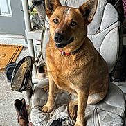 Roxy is registered to the contest to win money with this photo: dog, brown_dog, pet, animal, chair, worn_chair, boots, shoes, door, floor, collar, indoor, sitting, paw, fur, looking, face, ears, mouth, expression