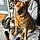 Roxy