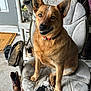 animal, boots, brown_dog, chair, collar, dog, door, ears, expression, face, floor, fur, indoor, looking, mouth, paw, pet, shoes, sitting, worn_chair