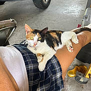Ellie Mae joined the competition — help win amazing prizes! calico_cat, cat, pet, lap, person, plaid_skirt, white_top, garage, truck_tire, floor, relaxed, curious_eyes, indoor, feline, animal, casual, resting, human_leg, collar, bell