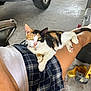 calico_cat, cat, pet, lap, person, plaid_skirt, white_top, garage, truck_tire, floor, relaxed, curious_eyes, indoor, feline, animal, casual, resting, human_leg, collar, bell