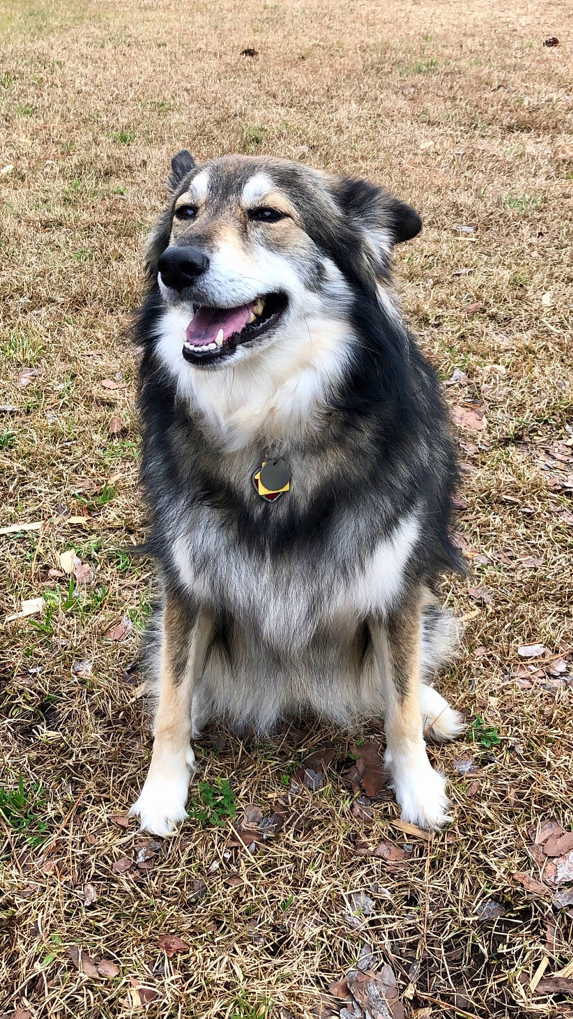 Cinder joined the competition — help win amazing prizes! ancient_dog_breeds, canidae, carnivore, collar, companion_dog, dog, dog_breed, dog_supply, fur, grass, sled_dog, soil, sporting_group, terrestrial_animal, whiskers, working_animal, working_dog