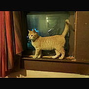 Lex Luther is registered to the contest to win money with this photo: alert, animal, cat, curtains, curtains_red, domestic_cat, feline, home, indoor, looking_away, night, orange_cat, pet, quiet, standing, tabby_cat, wall, window, windowsill, wooden_frame