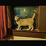 alert, animal, cat, curtains, curtains_red, domestic_cat, feline, home, indoor, looking_away, night, orange_cat, pet, quiet, standing, tabby_cat, wall, window, windowsill, wooden_frame