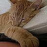 Lex Luther is registered to the contest to win money with this photo: animal, cat, close_up, cozy, cute, ear, face, feline, fur, ginger_cat, indoor, nap, paw, peaceful, pet, relaxed, resting, sleeping, soft, whiskers