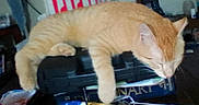 Lex Luther joined the competition — help win amazing prizes! animal, books, case, cat, clutter, cozy, domestic_cat, furniture, ginger_cat, household, indoor, living_room, nap, orange, pet, quiet, relaxed, resting, sleeping, table