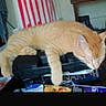 animal, books, case, cat, clutter, cozy, domestic_cat, furniture, ginger_cat, household, indoor, living_room, nap, orange, pet, quiet, relaxed, resting, sleeping, table