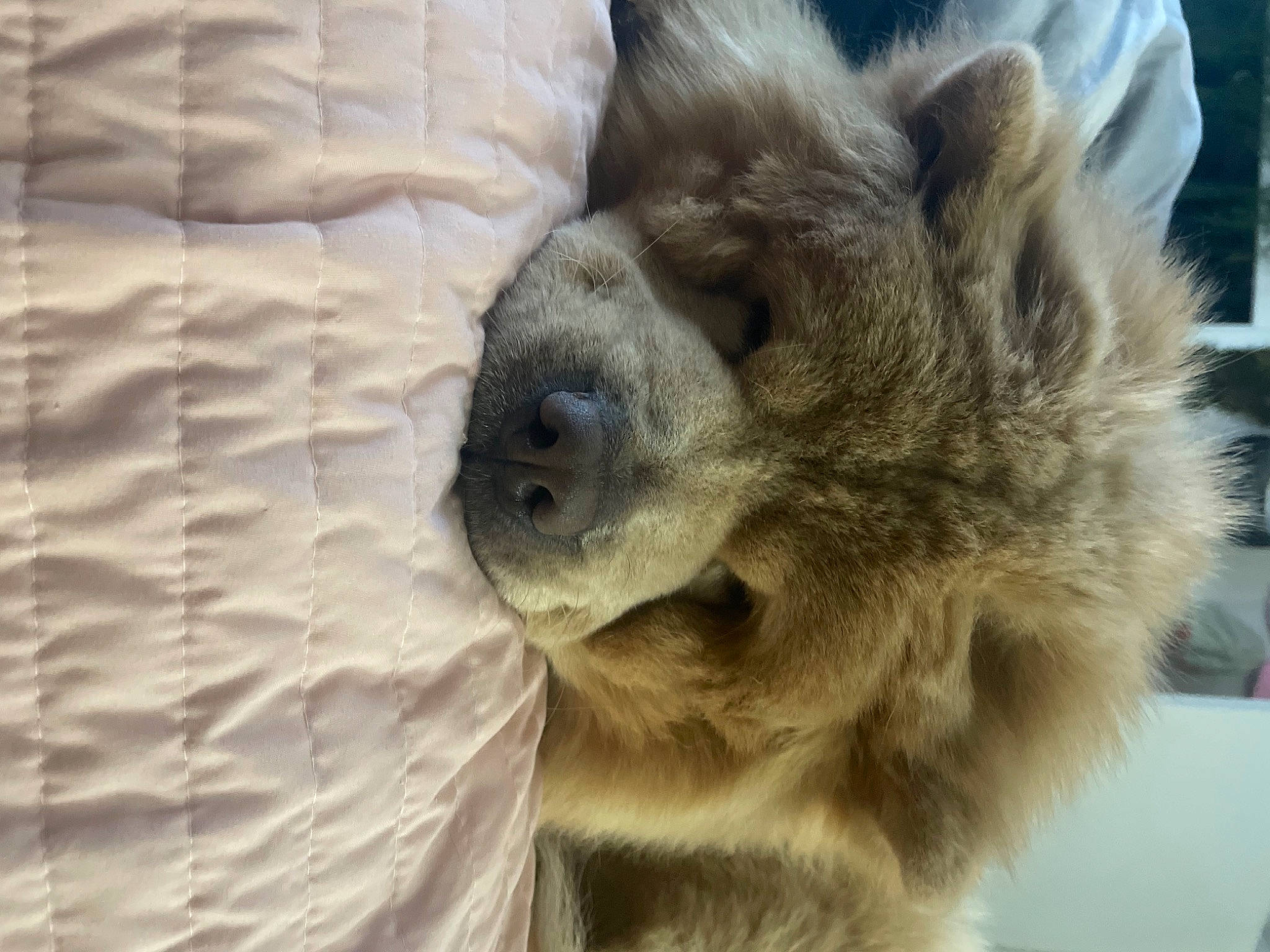 Yona joined the competition — help win amazing prizes! bactrian_camel, camelid, canidae, carnivore, claw, close_up, dog_breed, fawn, fur, mammal, paw, primate, snout, sporting_group, terrestrial_animal, three_toed_sloth, vertebrate, whiskers, wildlife, working_animal