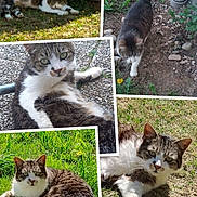 Elma a rejoint le concours — aidez-le/la à gagner de superbes lots ! animal, cat, close_up, collage, curious, dandelion, exploring, fur, grass, green_eyes, lying_down, nature, outdoor, paw, pet, relaxed, sunlight, tabby_cat, walking, white_cat