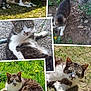 animal, cat, close_up, collage, curious, dandelion, exploring, fur, grass, green_eyes, lying_down, nature, outdoor, paw, pet, relaxed, sunlight, tabby_cat, walking, white_cat